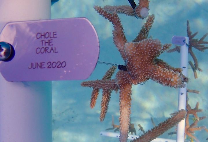 chole_the_coral.jpg