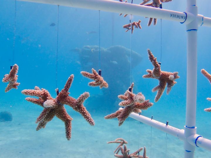 coral_frags_with_Ocean_Atlas.jpg