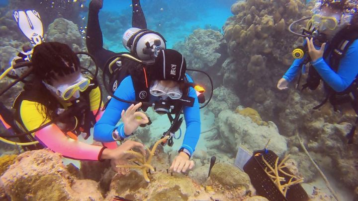 outplanting_corals_with_students.jpg