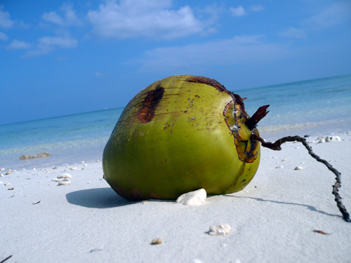 Coconutbeach07web.jpg