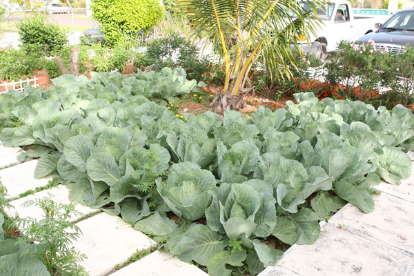 P2-Cabbages.jpg