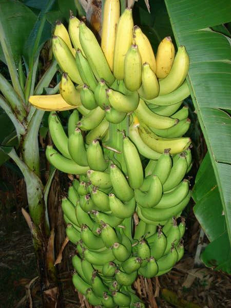 backyardbananas_1_.jpg