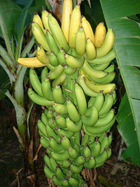 backyardbananas_1_small.jpg