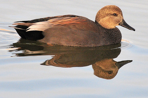 Birding3082453689_dc3f983e0.jpg