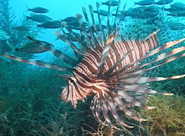 LION-FISH.jpg