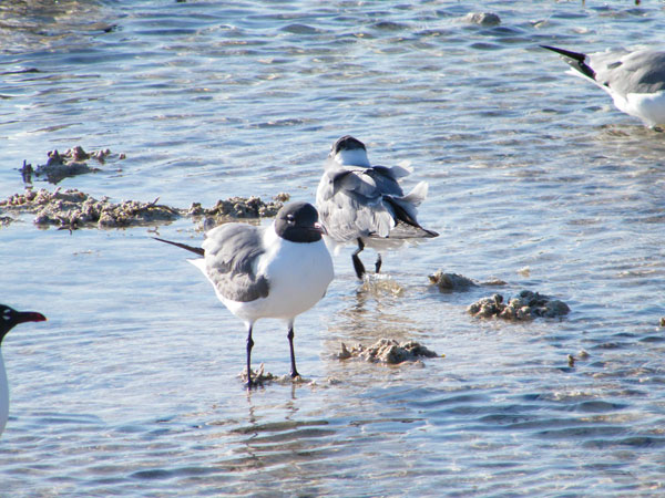 ONE-Seabirds-at-Williams-Town-Beach.jpeg-1.jpg