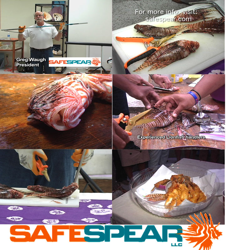safespear-collage.jpg