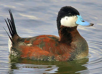 BC-ruddy_duck_1_.jpg