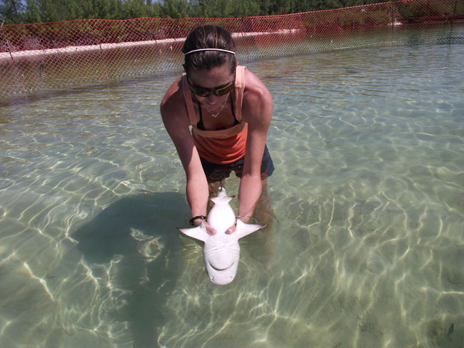 Candace-Emily-Marcus-holds-lemon-shark-in-tonic-immobility.jpeg