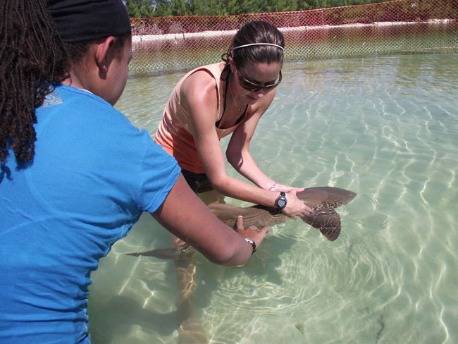 Candice-Woon-feels-the-dermal-denticles-of-the-nurse-shark.jpeg.jpg