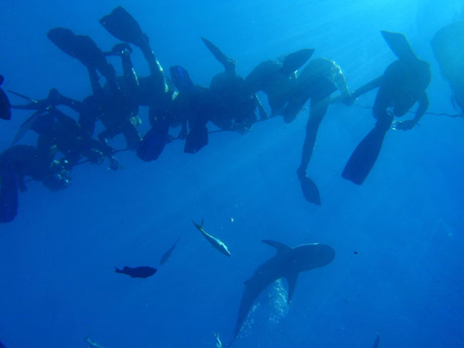 Candice-Woon-kicks-a-shark-in-the-nose-with-her-fin.jpeg.jpg