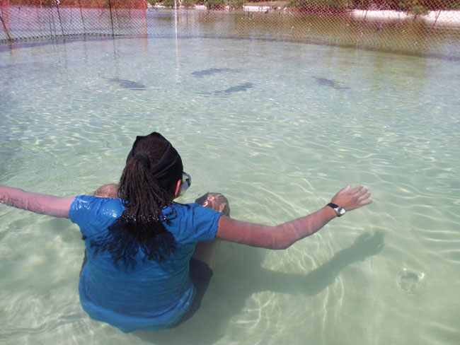 Candice-Woon-watches-juvenile-lemon-sharks-avoiding-the-humans.jpeg.jpg