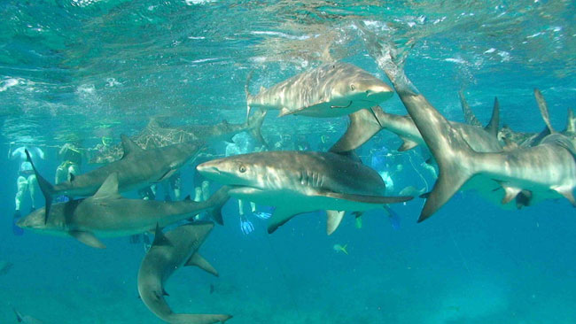 Caribbean-reef-sharks-at-Triangle-Rocks_