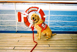 DOG-ANIM.gif