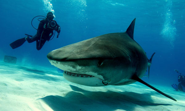 LARGE-Guy-Harvey-filming-Tiger-Shark.jpg