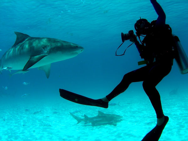 LARGE-Photographing-Sharksjpg.jpg