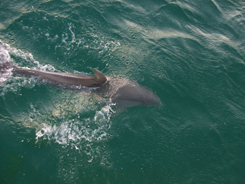 Dolphin-Follow-along-Bimini-Blue-Dive-Boat.jpg