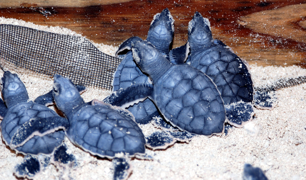 Green-Turtle-hatchlings-in-a-clutch-replica.jpg