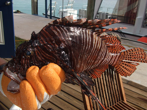 Lionfish-on-the-Menu.jpg