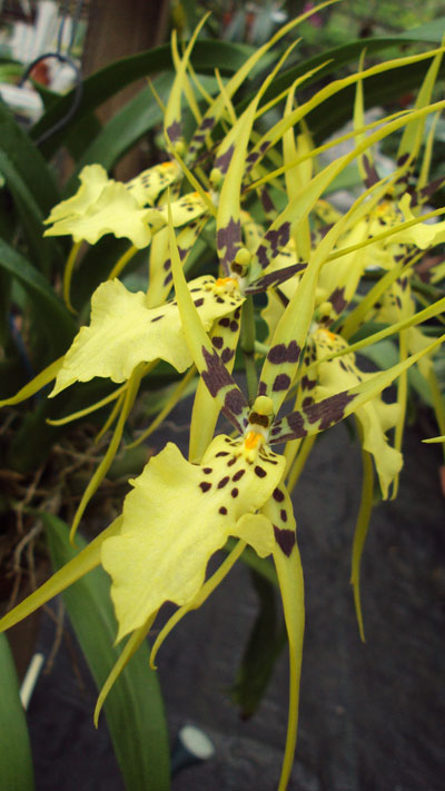Oncidium-Orchid-Flower.jpg