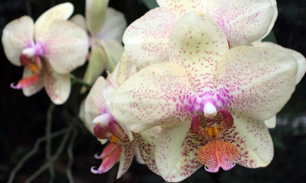 Phalaenopsis-Orchid-Flower.jpg