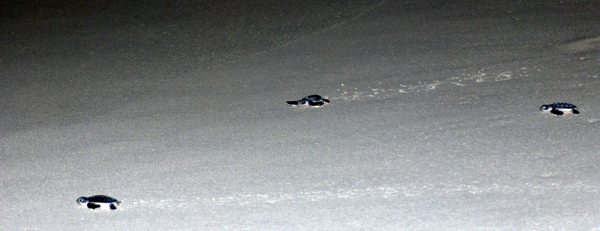 Three-Green-Sea-Turtle-hatchlings-waddling-to-the-ocean.jpg