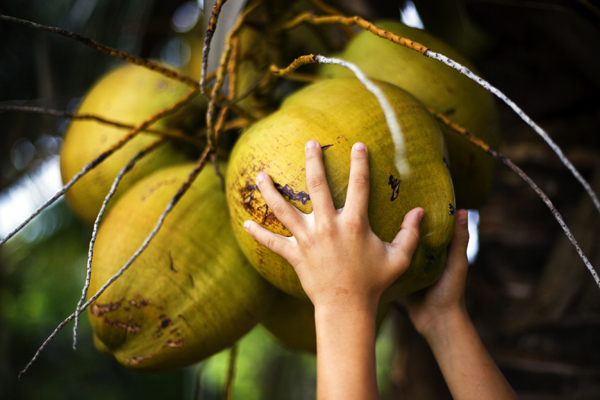 coconut41.jpg