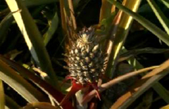 pineapple_1.jpg