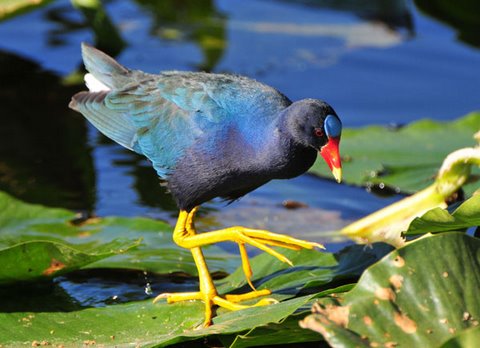 20090605-gallinule.jpg