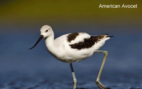 BIRDS_1.gif
