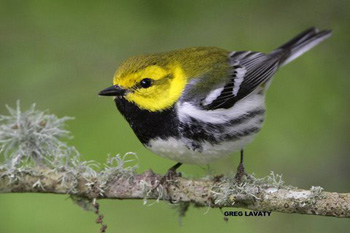 Black-throated_green_Warbler.jpg