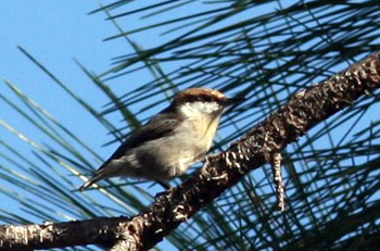 Brown-headedNuthatch.jpg