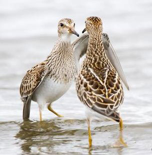 DC_Pectoral_Sandpiper_7686_01.jpg