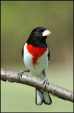 Rose-breasted_Grosbeak.jpg