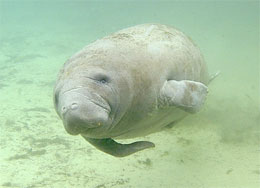 manatee.jpg