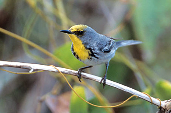 olivecapped-Warbler.jpg